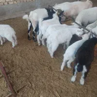 بز زائیده ذات بسیار شیرا