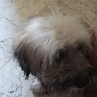 شیتزو 7ماهه واگذاری فوری شناسنامه دار|سگ|کرج, مهرویلا جنوبی|دیوار