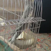 عروس هلندی