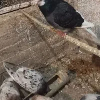 کبوتر شازده کله دم سفید