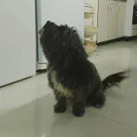 شیتزو نر 3 ساله رنگ خاص|سگ|کرمان, |دیوار