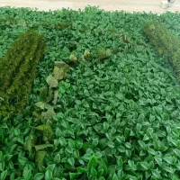 ریسه برگ  مصنوعی کیفیت درجه یک