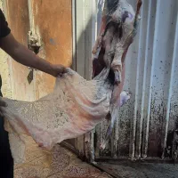 فروش دام زنده بزوتی بزچاق میش وشیشک چاق فلک الدین|حیوانات مزرعه|خرم‌آباد, |دیوار