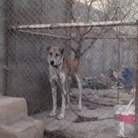 سگ نگهبان عالی میکس افغان و خراسان|سگ|کرج, کیانمهر|دیوار