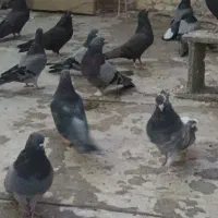 کبوتر اصفهانی پر و کم