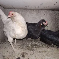 یک عدد خروس گلین و هفت عدد مرغ گلین|حیوانات مزرعه|شهریار, رزکان|دیوار