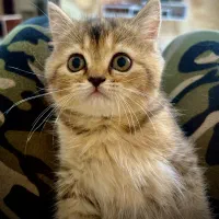 فروش گربه پرشین اسکاتیش