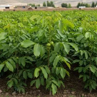 آخرین فرصت، نهال گردو پرمحصول با تخفیف ویژه|گل و گیاه طبیعی|استهبان, |دیوار