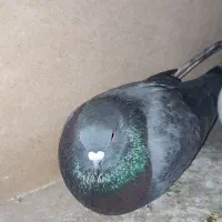 کفتر کل سفید ،کربلایی،پشتدار،پاکستانی،سرور معاوضه|پرنده|قنوات, |دیوار