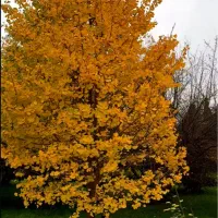 زمین-باغشهری-شمیم-یک-کهمره-سرخی