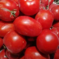 گوجه ربی