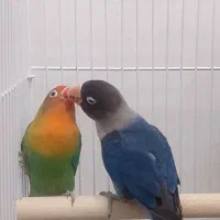 طوطی برزیلی|پرنده|نوشهر, |دیوار