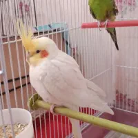 مرغ عشق و عروس هلندی