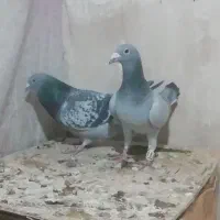 کبوتر|پرنده|شیراز, شهرک مهدیه|دیوار