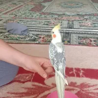 عروس هلندی جفت