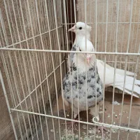 کلاغ سرخ وطوقی هفترنگ|پرنده|طرقبه, |دیوار