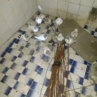 کفتر پرشی فروشی