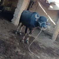 گاومیش زایده