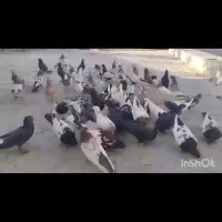 کبوتر پرنده|پرنده|همایجان, |دیوار