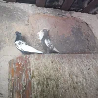 کبوتر سینه ماده