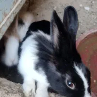 خرگوش|موش و خرگوش|کاشان, باهنر|دیوار