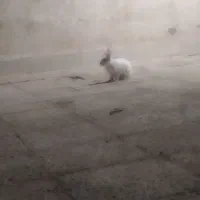 خرگوش چشم قرمز|موش و خرگوش|سوسنگرد, |دیوار