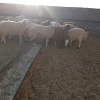 فروش ۵۰ راس بره چاق ۳۰ تا ۴۵کیلوگرم|حیوانات مزرعه|سیرجان, |دیوار