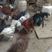 جوجه|حیوانات مزرعه|گرگان, |دیوار