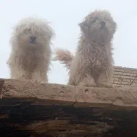سگ پاپی