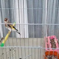 سهره جوجه سال وخاکی|پرنده|جهرم, |دیوار