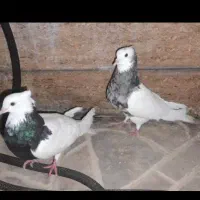 طوقی گمشده توضیحات و بخونید همسایگان شهرک نفت