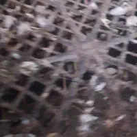 کبوتر پرشی