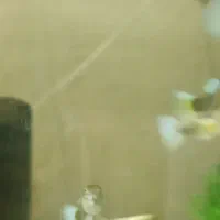 ماهی گوپی مولی سوارتل گلدفیش کت فیش کوریدوراس|ماهی|تهران, گلستان (شهرک راه آهن)|دیوار