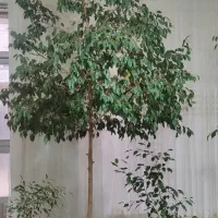 گل بنجامین پرپشت و قد بلند
