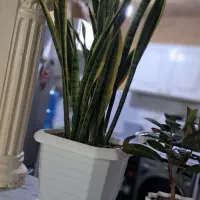 فروش گل و گیاه|گل و گیاه طبیعی|اهواز, کوروش|دیوار