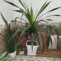 فروش گل خانگی|گل و گیاه طبیعی|پیرانشهر, |دیوار