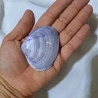 صدف و مرجان طبیعی برای دکور