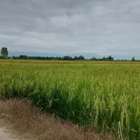 برنج طارم هاشمی اصل فریدونکنار