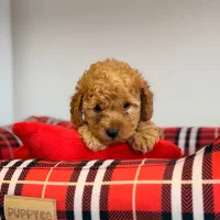 توی پودل رنگ رد تربیت شده