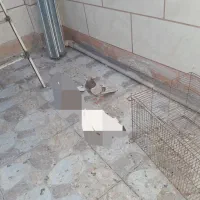 خال پیس گمشده