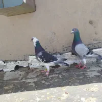 جفت کفتر عتیغه