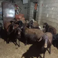 گوسفند افشاری