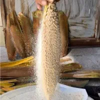 گرده نخل لقاح