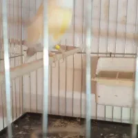 قناری|پرنده|سراب, |دیوار