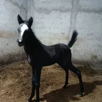 اسب کرد|حیوانات مزرعه|ماهدشت, |دیوار