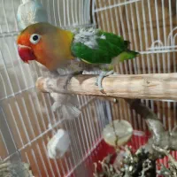 طوطی برزیلی|پرنده|تهران, هفده شهریور|دیوار