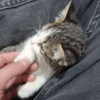 واگذاری گربه