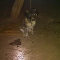 سگ سرابی نگهبان و سگ گله نرو ماده پلنگی ففادارترین|سگ|یزد, |دیوار