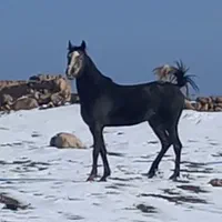 اسب جوان|اسب و تجهیزات اسب‌سواری|اردبیل, |دیوار