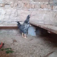 خروس ۱۰ عدد